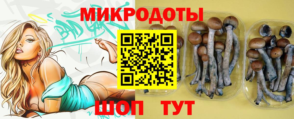 Галлюциногенные грибы Psilocybe Краснокаменск